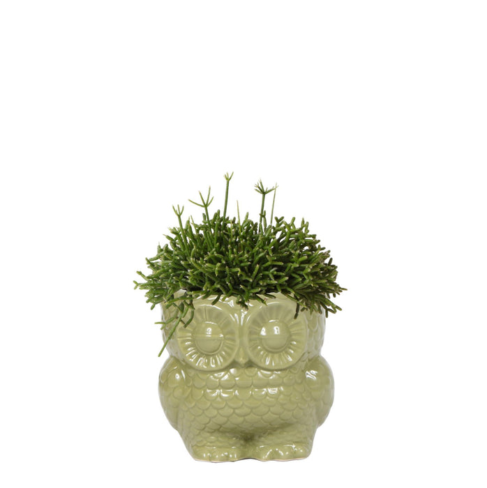 Rhipsalis Baccifera in Owl pot green - Vetplant - Ø9cm - groene kamerplant - Kolibri Greens