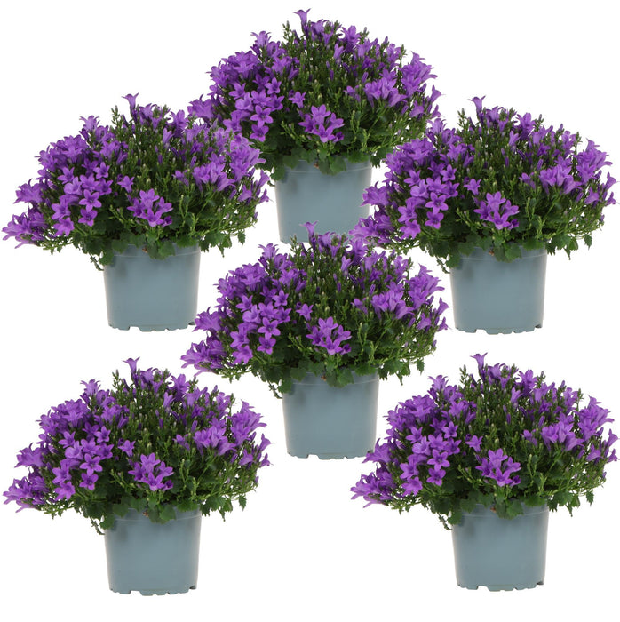 Campanula Addenda - Klokjesbloem paars Ø12cm - 1m2 bodembedekker - 6 stuks - Ambella purple - tuinplanten - winterhard