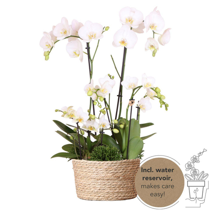Witte plantenset in Reed Basket incl. waterreservoir | drie witte orchideeën en drie groene planten Rhipsalis | Field Bouquet wit met zelfvoorzienend waterreservoir