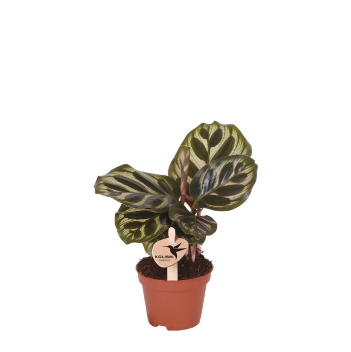 Calathea Makoyana - groene kamerplant - Ø6cm - Kolibri Greens