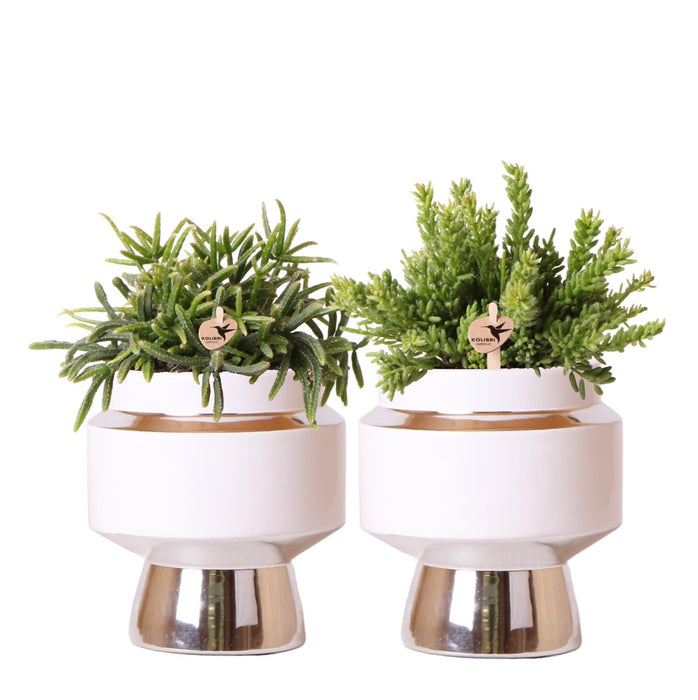 Rhipsalis set van 2 planten in zilveren Le Chic sierpotten - Vetplanten - keramiek - Ø9cm - Kolibri Greens