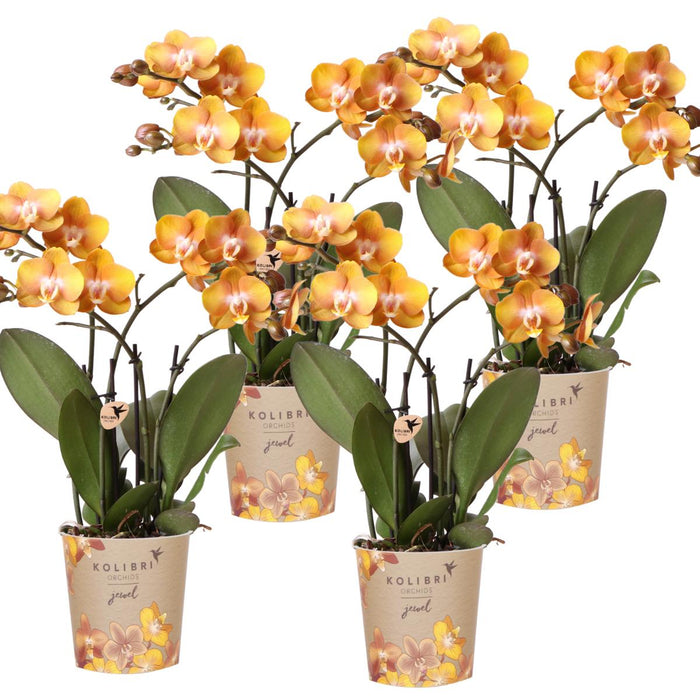 Phalaenopsis orchideeën - Las Vegas - 4x - Ø12cm - Bloeiende kamerplant