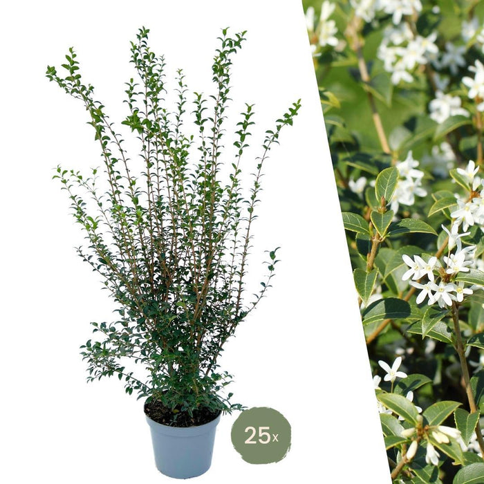 Schijnhulst planten voor 10 strekkende meter haag - ↕100-125 cm in 12 liter pot - 25x