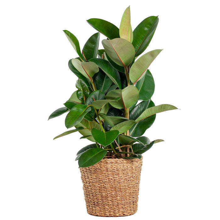 Ficus Elastica Robusta XL met mand Torun - ↕90cm - Ø27cm