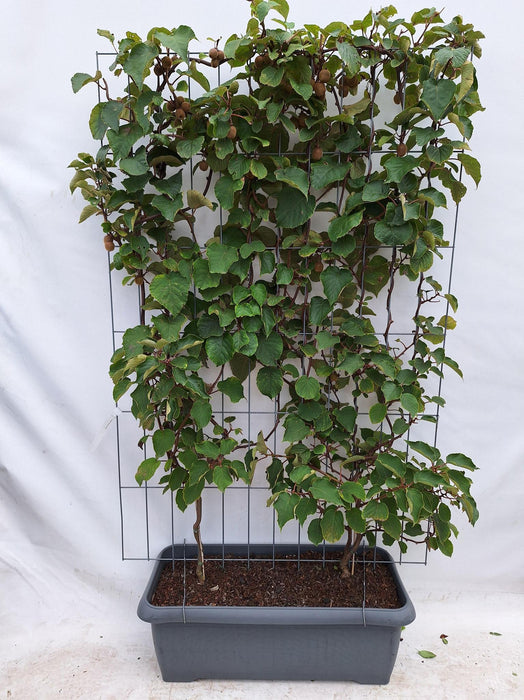 Actinidia Deliciosa 'Jenny' - Kiwiplant - Kant-en-Klaar Haag - 120 x 40 x 180cm
