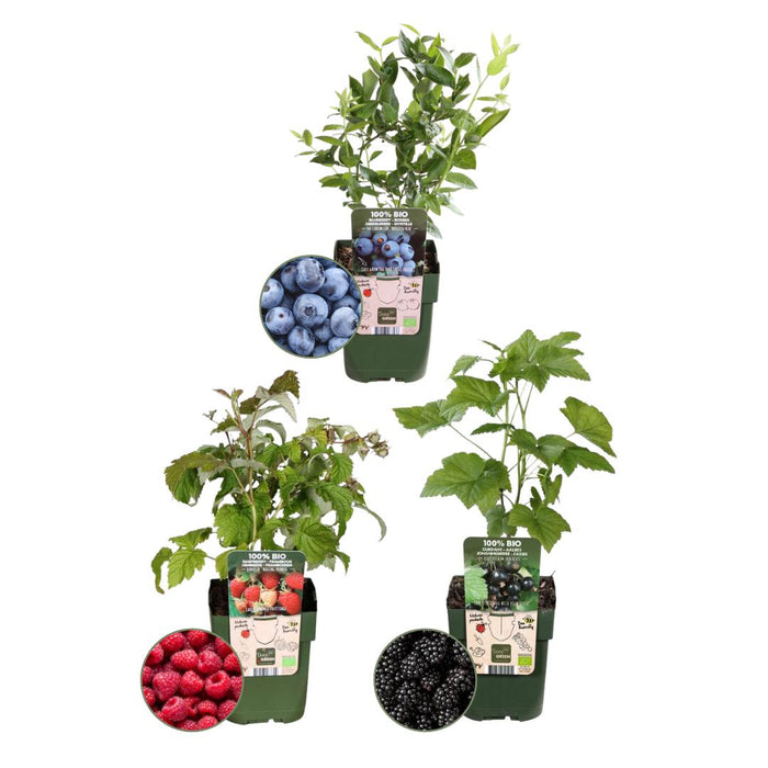 Fruitplanten mix Biologisch - set van 3 verschillende soorten "Vruchten feestje"