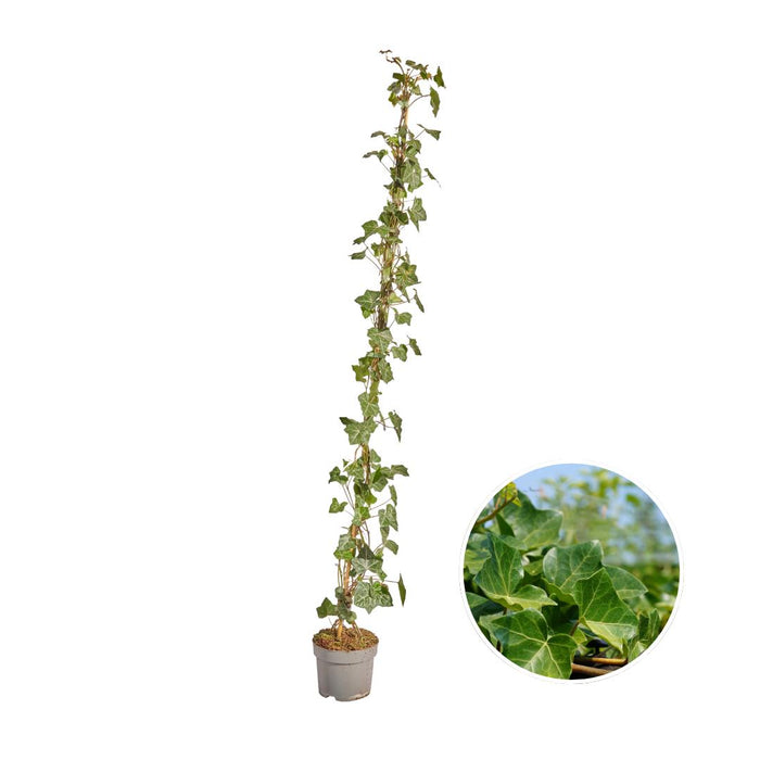 Hedera Hibernica - Klimop - Gestokt - ↕125-150 cm