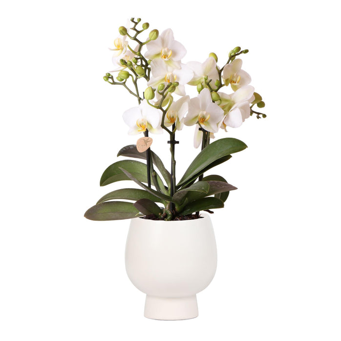 Witte phalaenopsis orchidee - Lausanne + Scandic witte sierpot - Ø9cm + ↕40cm - Bloeiende kamerplant