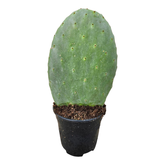 Opuntia Cactus - ↕40cm - Ø17cm