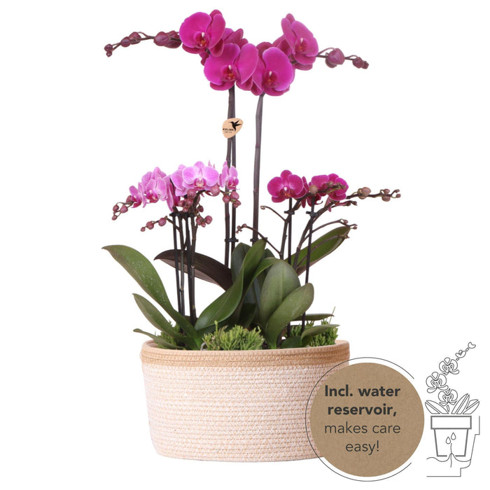 Paarse plantenset in Cotton Basket incl. waterreservoir - Drie paarse orchideeën en drie groene planten Rhipsalis - Field Bouquet paars met zelfvoorzienend waterreservoir