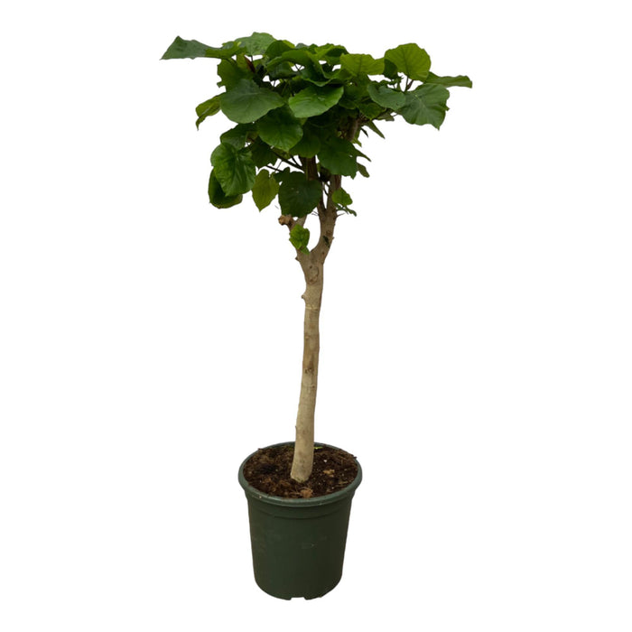 Ficus Umbellata stam - ↕180cm - Ø33cm
