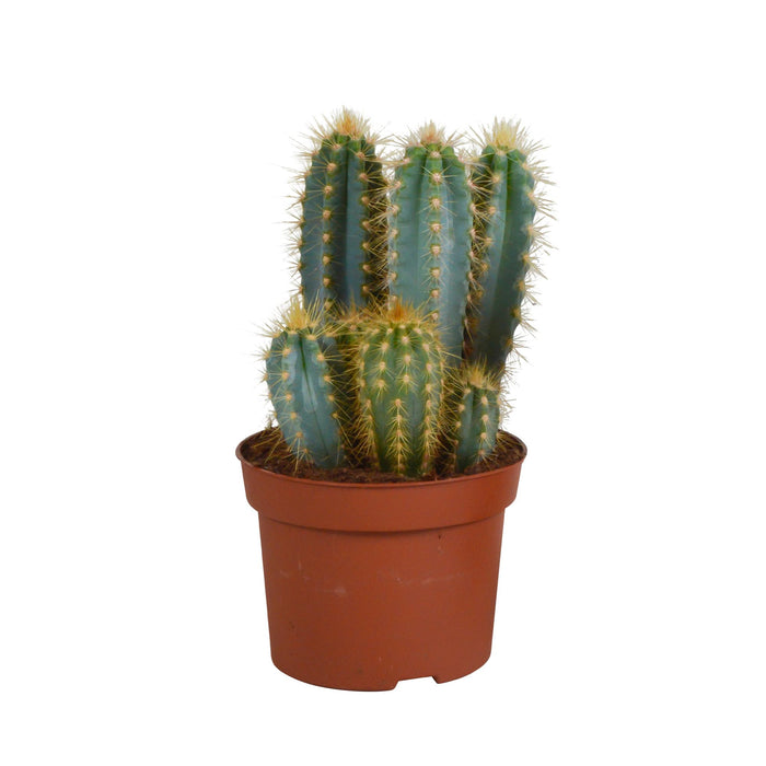 Pilosocereus Azureus - Zuilcactus - ↕15-30 cm - Ø12cm