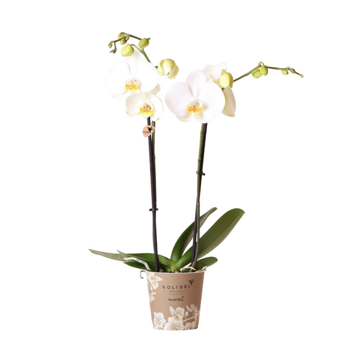 Witte Phalaenopsis orchidee - Dame Blanche - Ø12cm - Bloeiende kamerplant