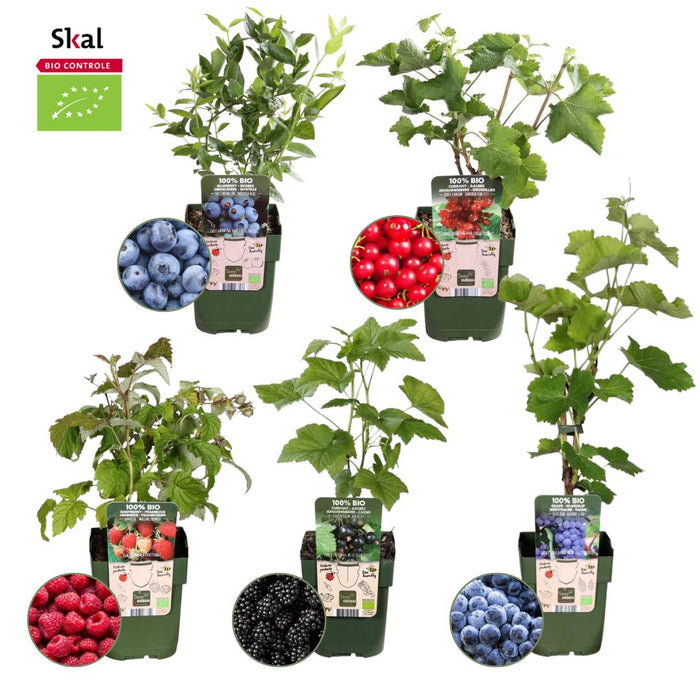 Fruitplanten mix Biologisch - set van 5 verschillende soorten "Vruchten oase"