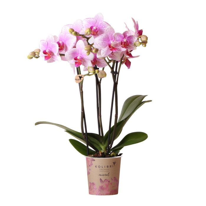 Roze Phalaenopsis orchidee - Mineral Rotterdam - Ø9cm - Bloeiende kamerplant