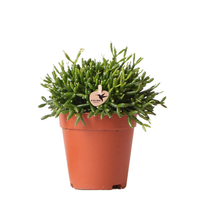 Rhipsalis Baccifera - Vetplant - Groene kamerplant - Ø9cm - Kolibri Greens