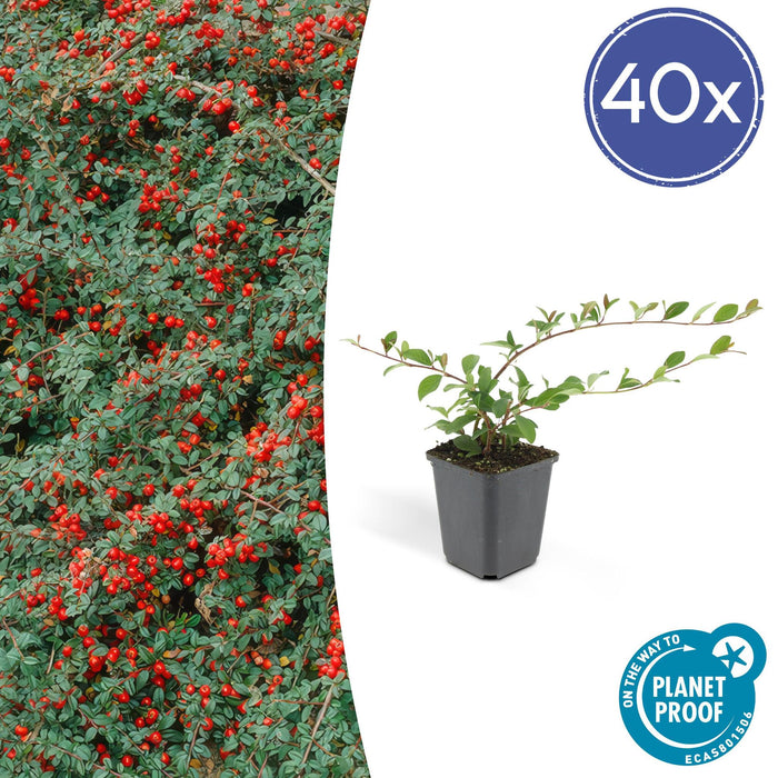 Cotoneaster dammeri 'Major' - ↕25cm - Ø9cm - 40x
