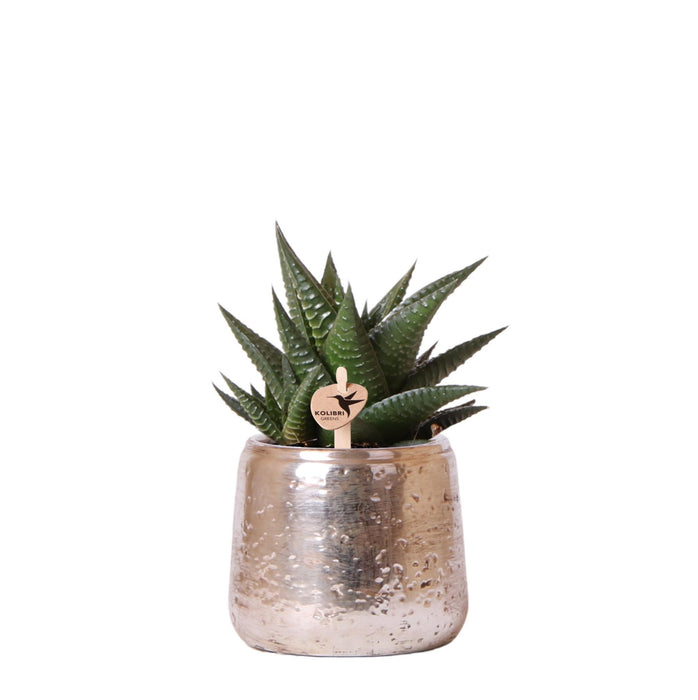 Haworthia Limifolia in Luxury pot zilver - Vetplant - Ø9cm - groene kamerplant - Kolibri Greens