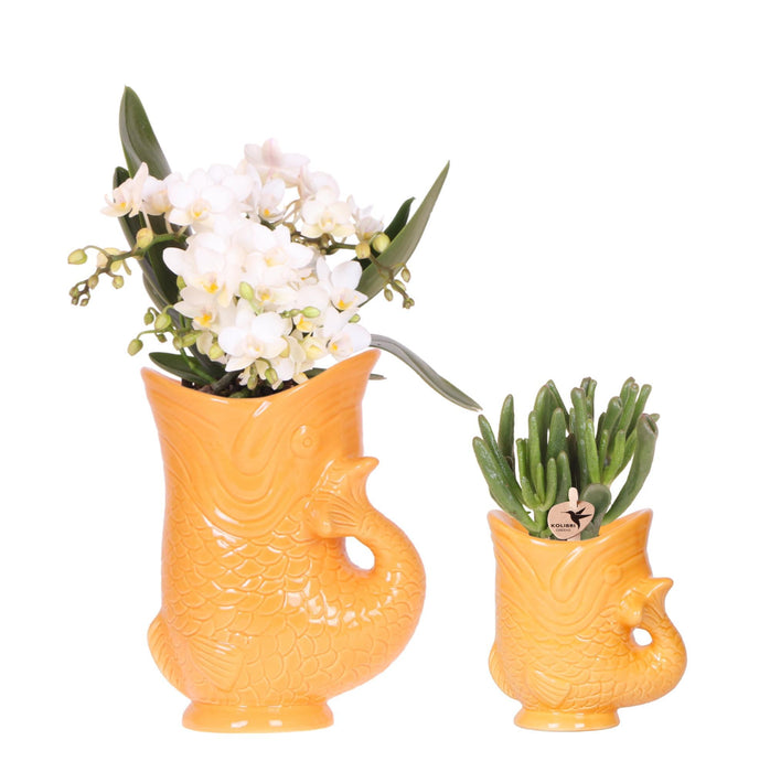 Witte orchidee Nazaré en succulent in Fish sierpot oranje - Set - Ø9cm & Ø6cm - Bloeiende kamerplant