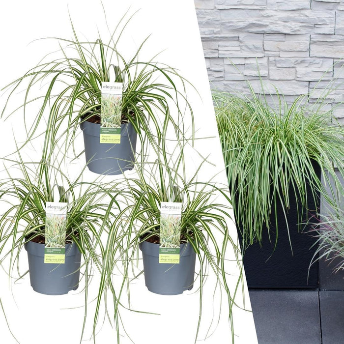 Carex hachijoensis 'Evergold' - Zegge - ↕25cm - Ø14cm - 3x