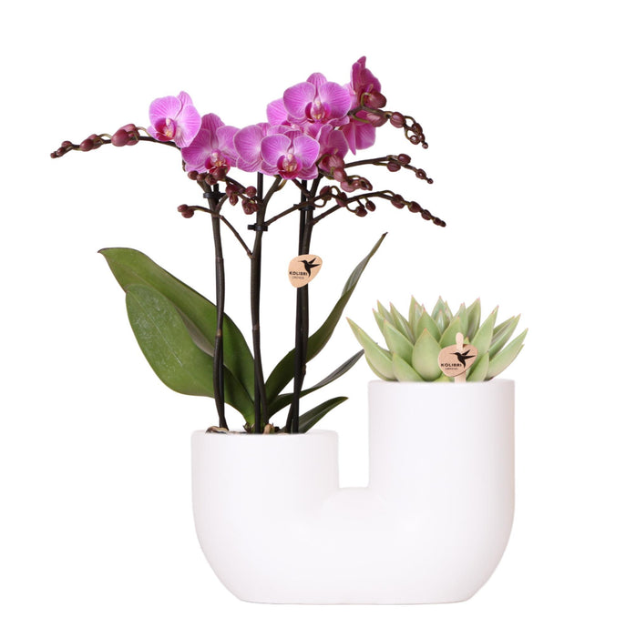 Roze orchidee Vienna en succulent in Tube sierpot wit - Set - Ø9cm - Bloeiende kamerplant