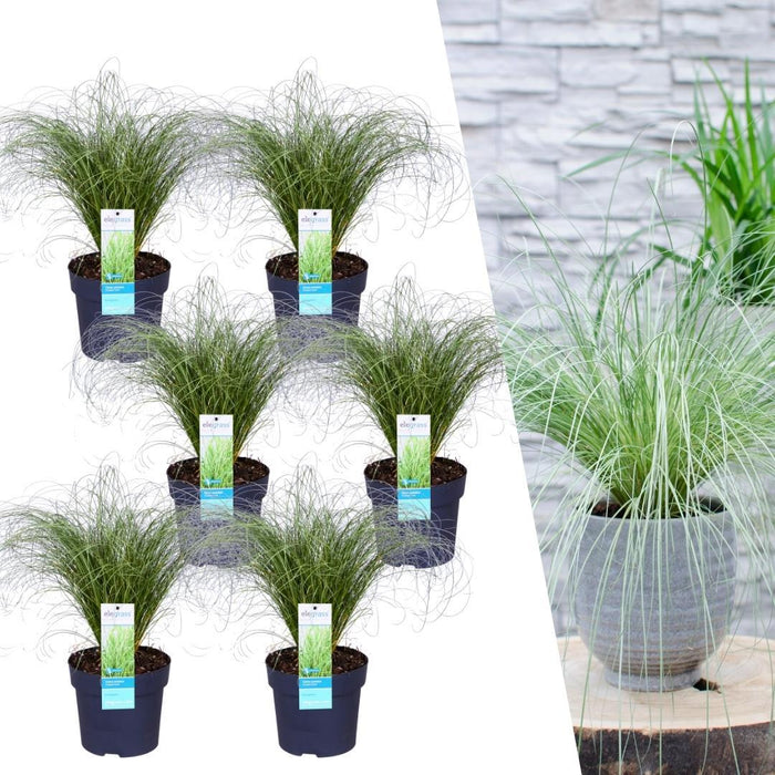 Carex comans 'Frosted Curls' - Zegge - ↕25cm - Ø14cm - 6x