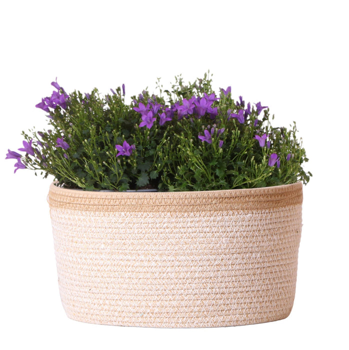 Campanula Addenda Ambella Intense purple - Cotton schaal met Campanula met watergeefsysteem - 3 stuks - Klokjesbloem paars  - Ø12cm - binnen & buiten