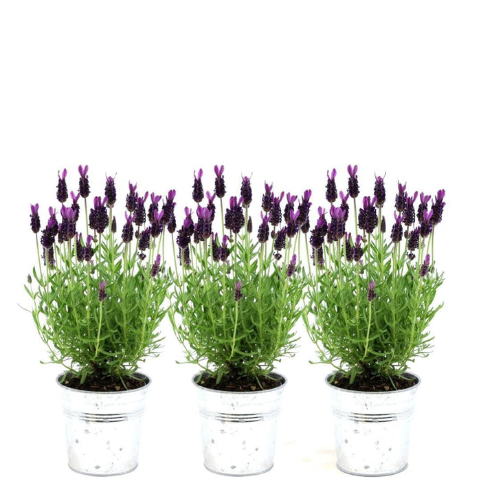 Lavandula stoechas Anouk® in 'Old Look' sierpot - Ø13cm - Franse Lavendel - 3x