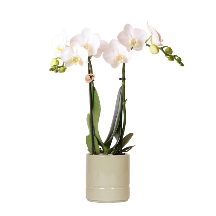 Witte Phalaenopsis orchidee - Amabilis + Pastel pot green- Ø9cm - Bloeiende kamerplant