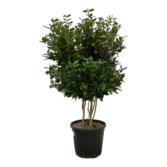 Ligustrum Texano - ↕160cm - Ø40cm