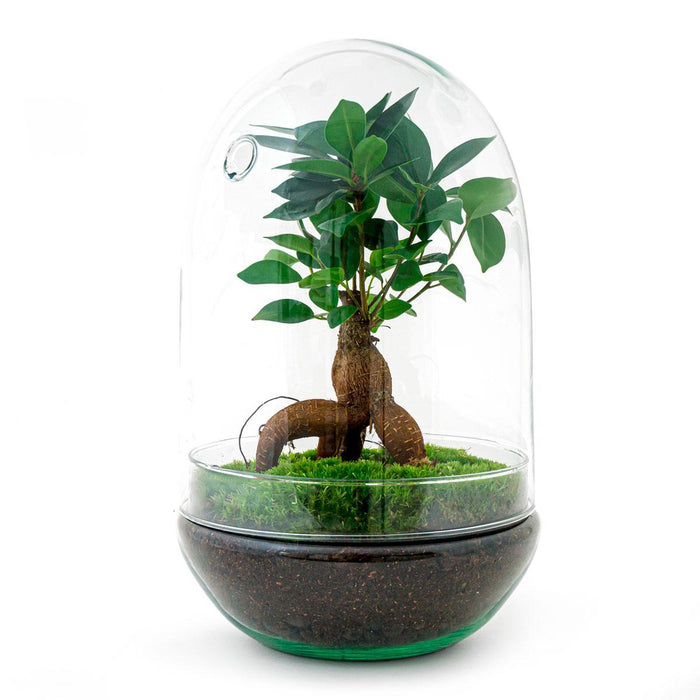 DIY terrarium - Egg XL Bonsai - ↕30cm