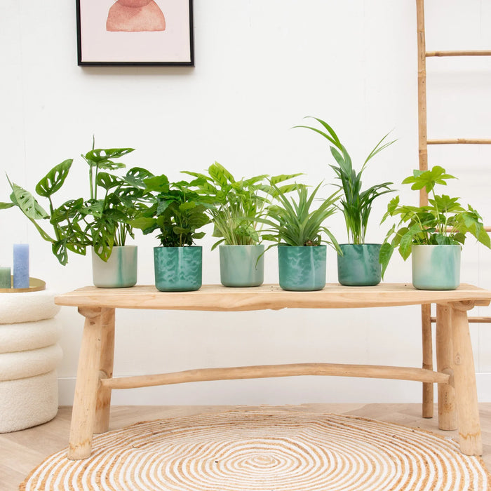 Verrassingsbox - 6 planten inclusief elho Ocean Round pacifisch groen - Ø14cm