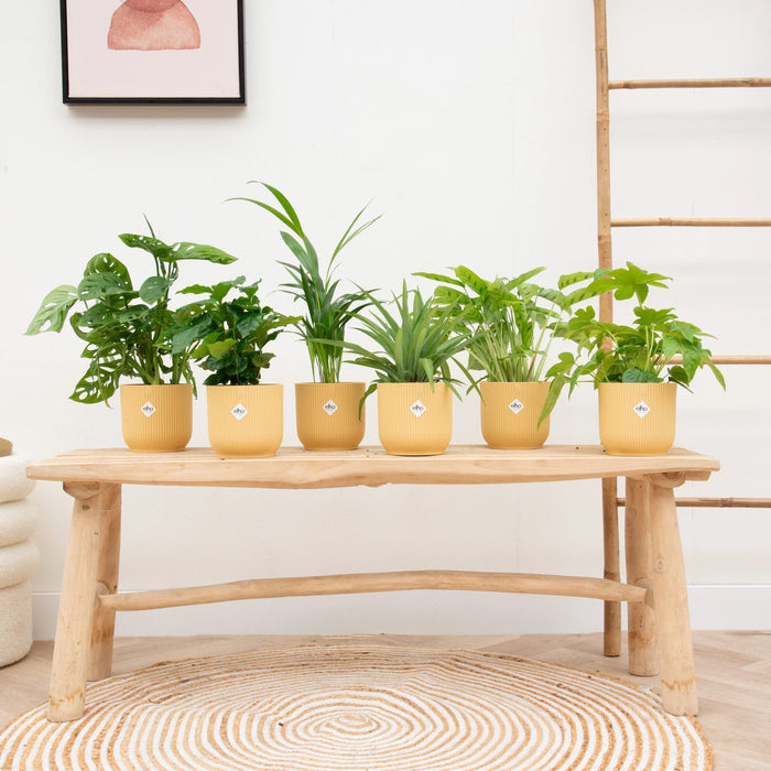 Verrassingsbox - 6 planten inclusief elho Vibes Fold Round botergeel - Ø14cm