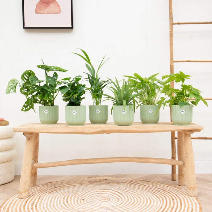 Verrassingsbox - 6 planten inclusief elho Vibes Fold Round sorbet groen - Ø14cm