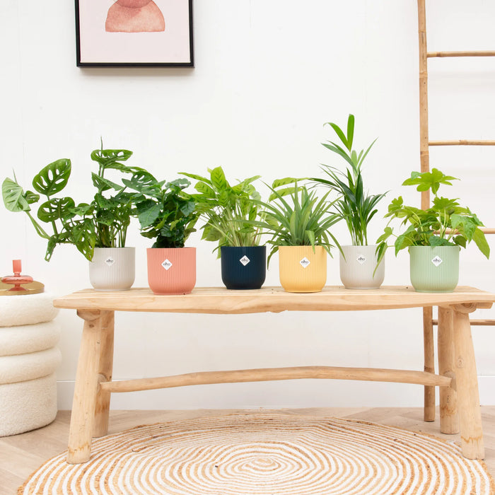 Verrassingsbox - 6 planten inclusief elho Vibes Fold Round kleurenmix - Ø14cm
