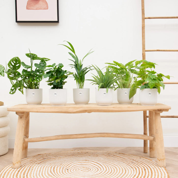 Verrassingsbox - 6 planten inclusief elho Vibes Fold Round wit - Ø14cm
