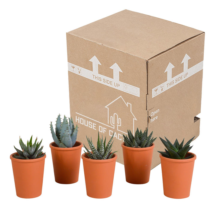 gasteria-haworthia-mix-5-5cm-5x-in-terracotta-pot