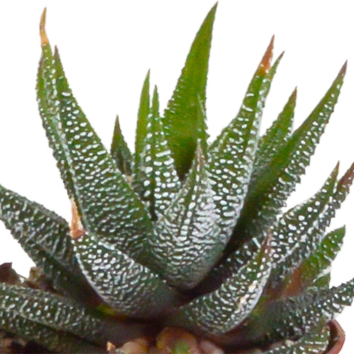 gasteria-haworthia-mix-5-5cm-5x-in-terracotta-pot