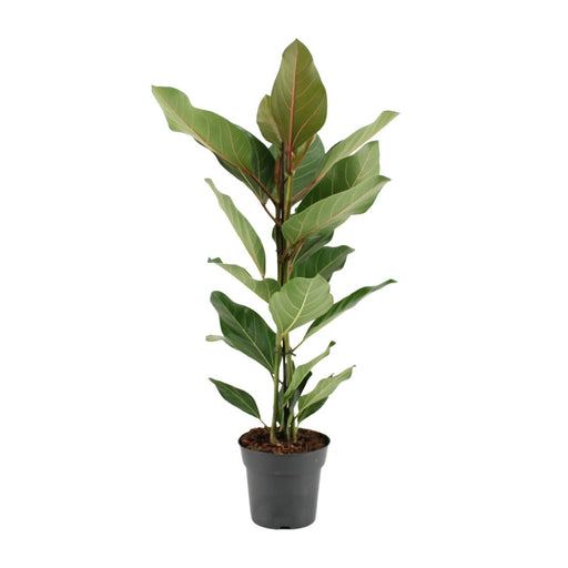 ficus-benghalensis-joy-o17cm-↕65cm