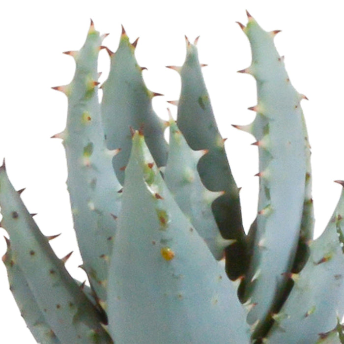 gasteria-haworthia-mix-5-5cm-5x-in-terracotta-pot