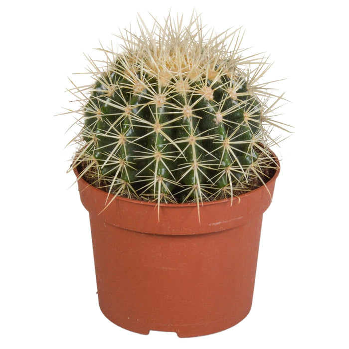 echinocactus-grusonii-12cm