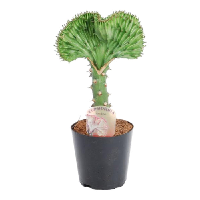 euphorbia-lactea-cristata-groen-35-cm-o12