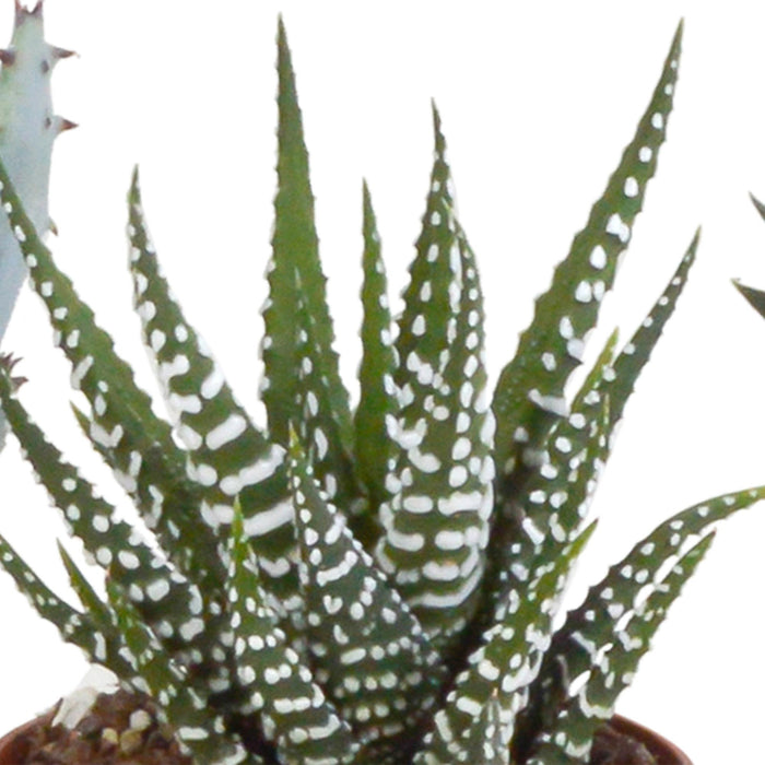 gasteria-haworthia-mix-5-5cm-5x-in-terracotta-pot