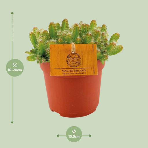 hylocereus-undatus-o11cm-↕15cm