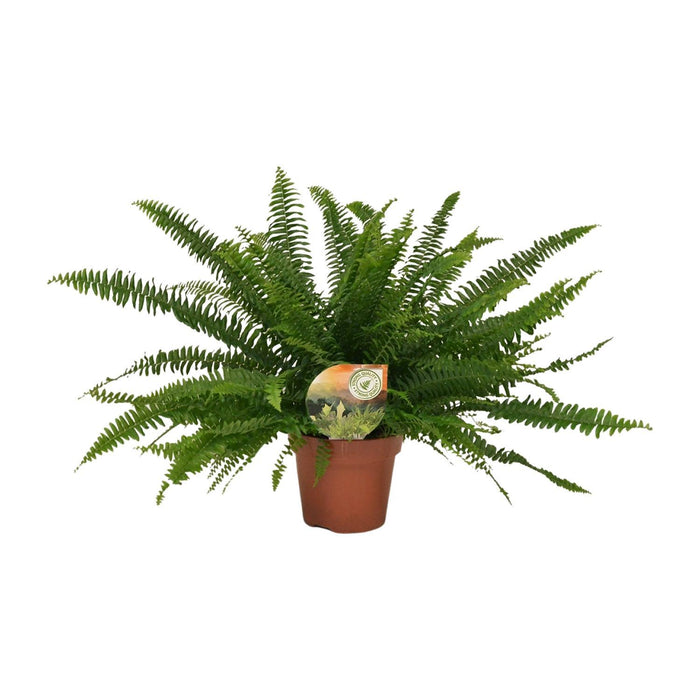 nephrolepis-green-lady-o17-↕40