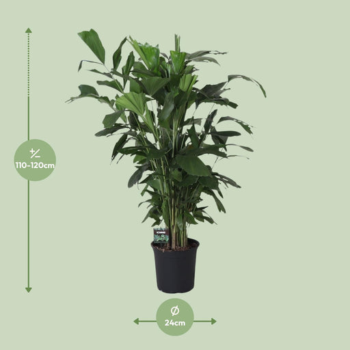 caryota-mitis-o24cm-↕120cm