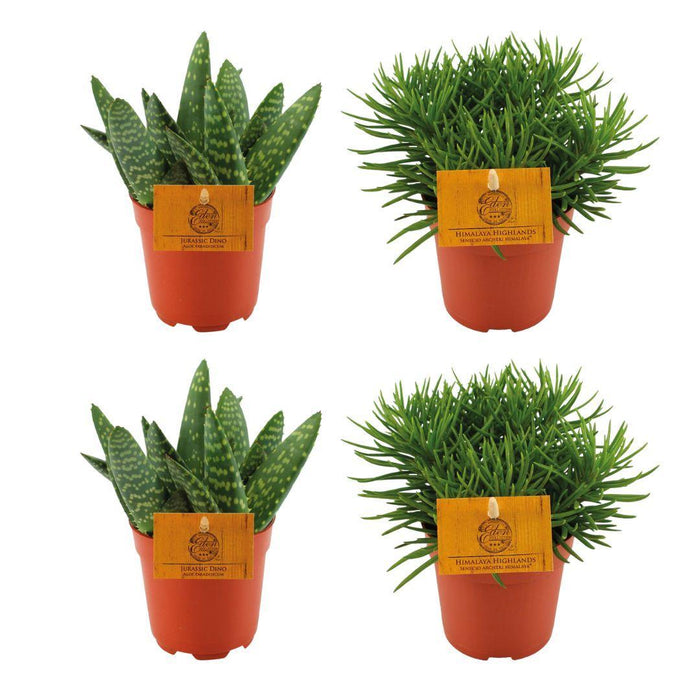 2x-aloe-paradisicum-2x-senecio-himalaya-4-stuks-o10-5cm-↕10cm