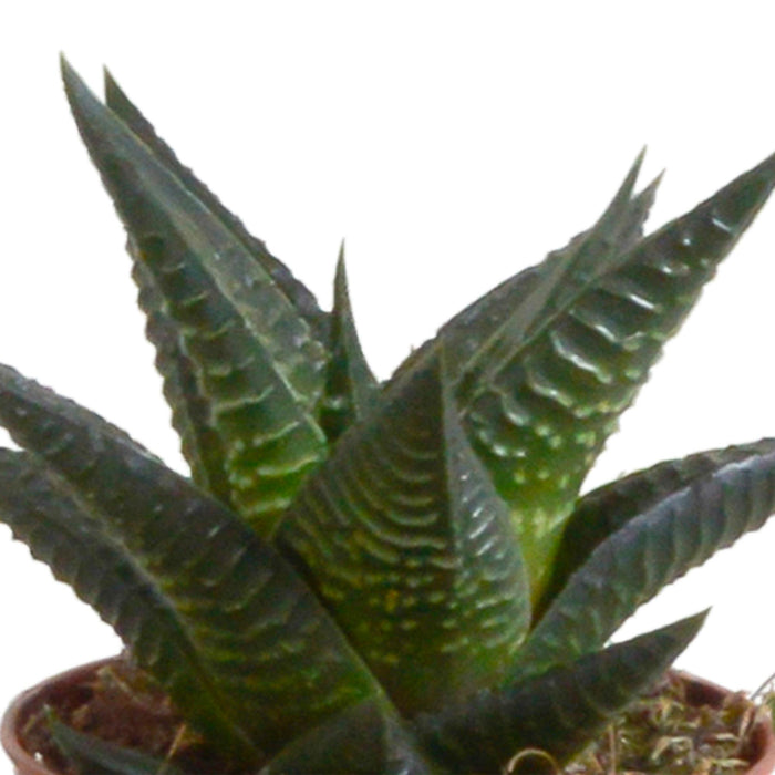 gasteria-haworthia-mix-5-5cm-5x-in-terracotta-pot