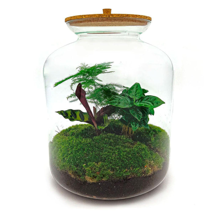 diy-terrarium-lukas-↕-33-cm-normal