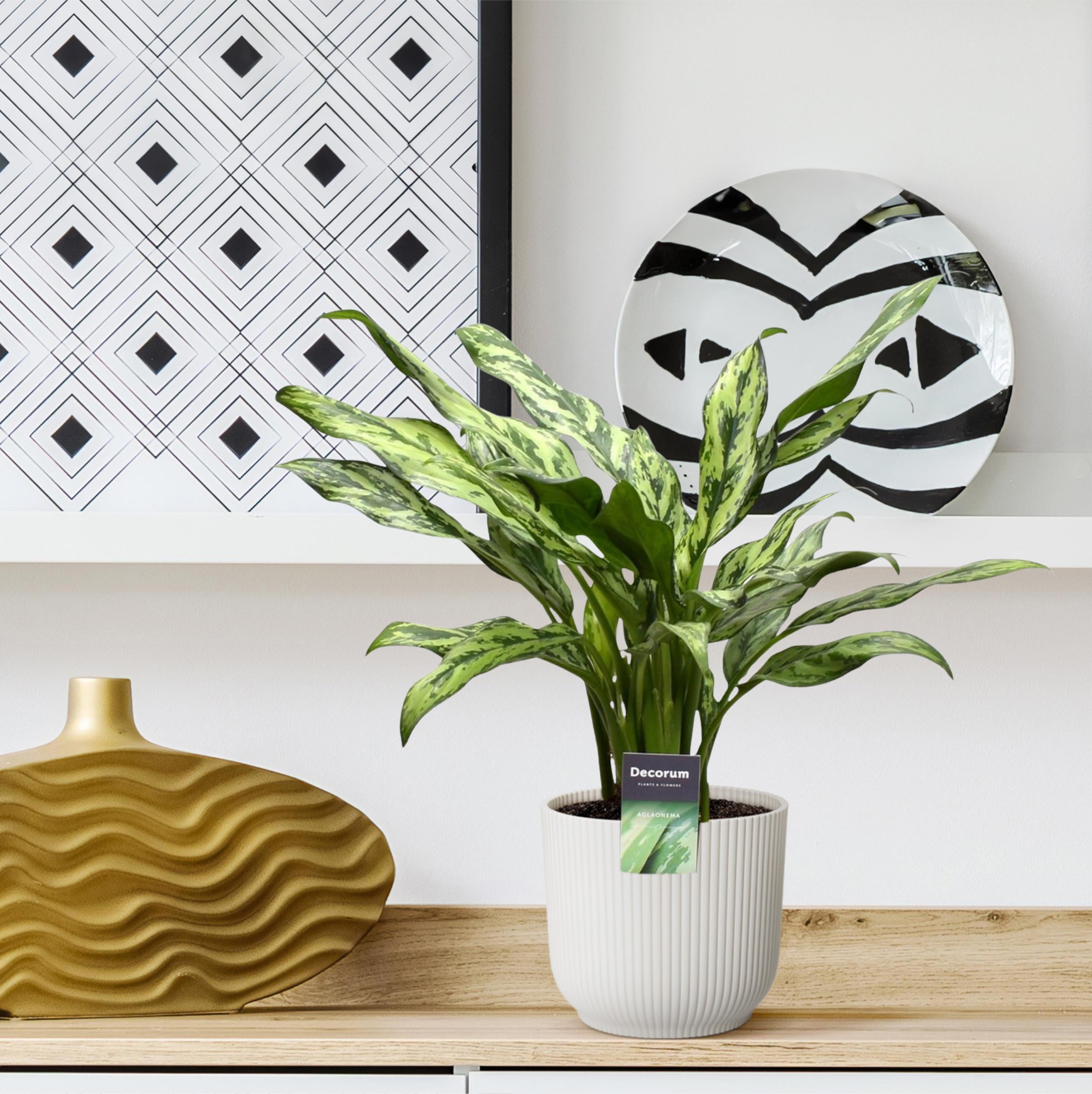 Aglaonema Verzorging